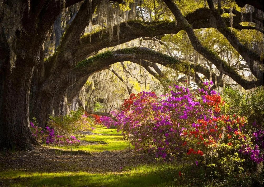 Tapet, fototapet plantatie de magnolii din carolina de sud art. 01396